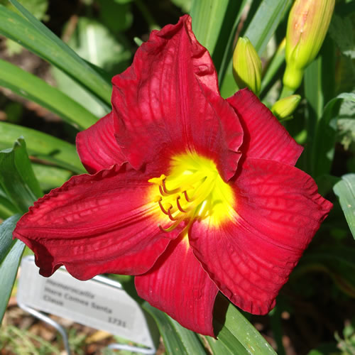 Hemerocallis Here Comes Santa Claus